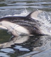 Sea Wolf Adventures