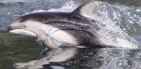 Sea Wolf Adventures