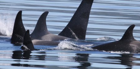 Mackay Whalewatching
