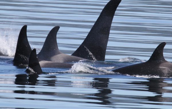 Mackay Whalewatching