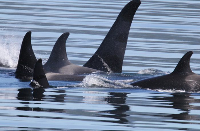 Mackay Whalewatching